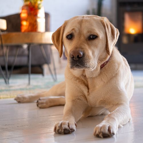 Yellow Labrador relaxing at home