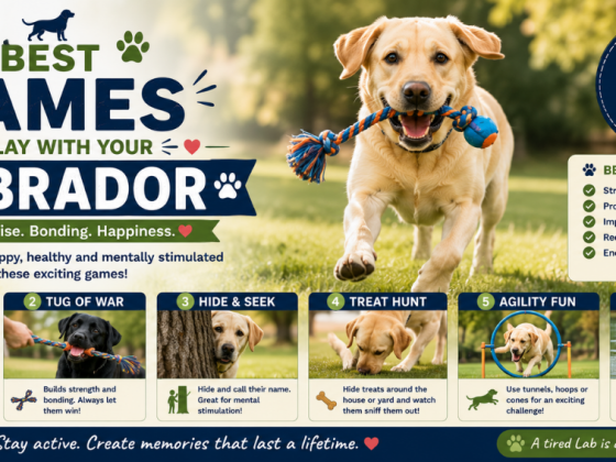 Best Games to Play with Your Labrador