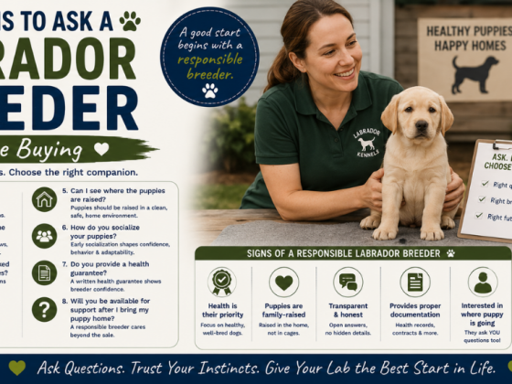 Questions to Ask a Labrador Breeder Before Buying